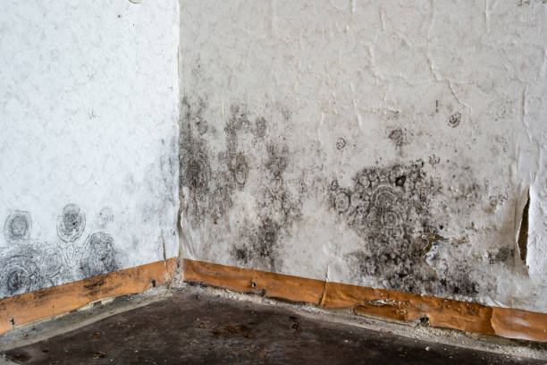 Attic Mold Removal in Laurium, MI